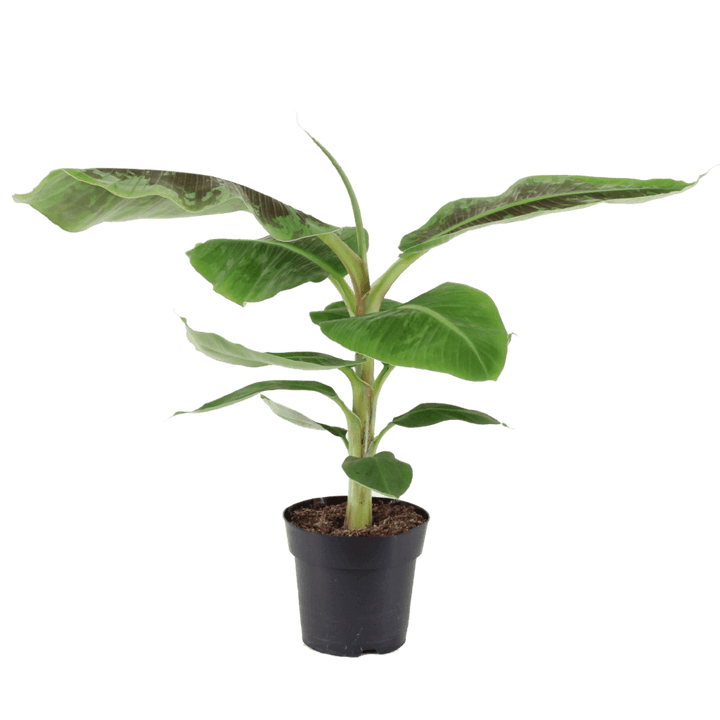 Extreme Loud (Musa Dwarf Cavendish Bananenplant) - Nachhaltige Zimmerpflanzen kaufen Botanicly Foto 1