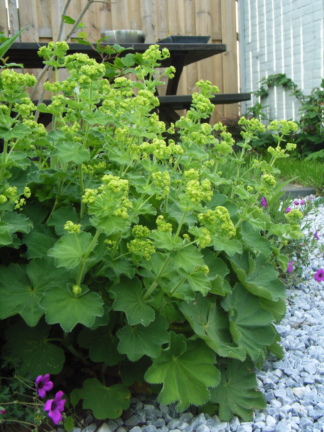 Weicher Frauenmantel (Alchemilla Mollis) - Nachhaltige Zimmerpflanzen kaufen Botanicly Foto 7