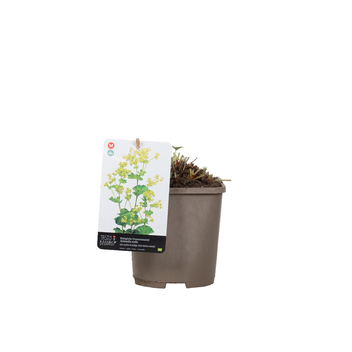 Weicher Frauenmantel (Alchemilla Mollis) - Nachhaltige Zimmerpflanzen kaufen Botanicly Foto 1