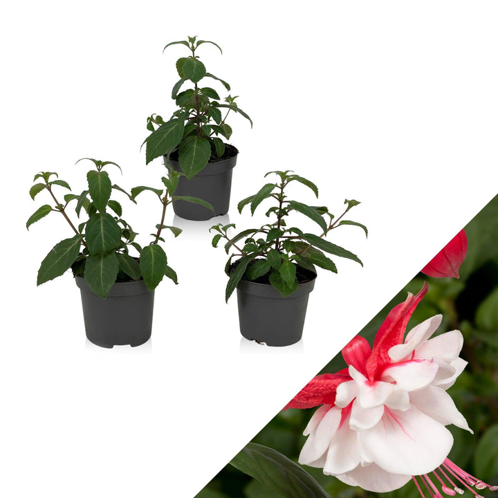 Fuchsie (Fuchsia Swingtime Hybride) - Nachhaltige Zimmerpflanzen kaufen Botanicly Foto 1