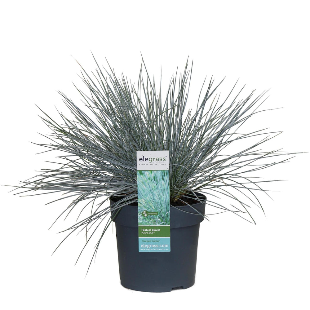 Festuca glauca 'Azura Blue'® - ↨30cm - Ø14-Plant-Botanicly