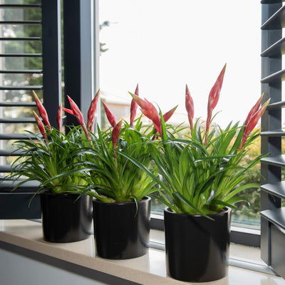  (Vriesea Multiflora Astrid) - Nachhaltige Zimmerpflanzen kaufen Botanicly Foto 7