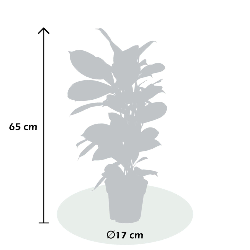Feigenbaum (Ficus Cyathistipula) - Nachhaltige Zimmerpflanzen kaufen Botanicly Foto 2