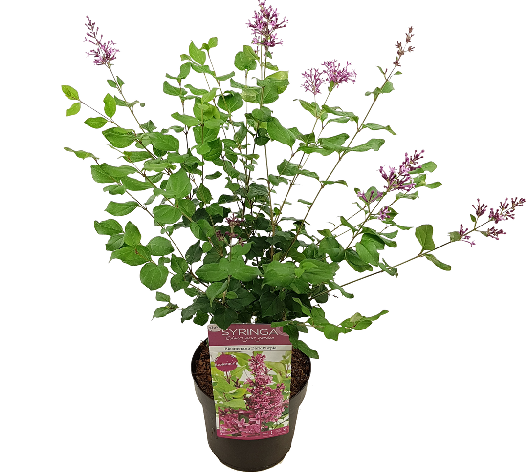 Gemeiner Flieder (Syringa Bloomerang Dark Purple Vulgaris) - Nachhaltige Zimmerpflanzen kaufen Botanicly Foto 3