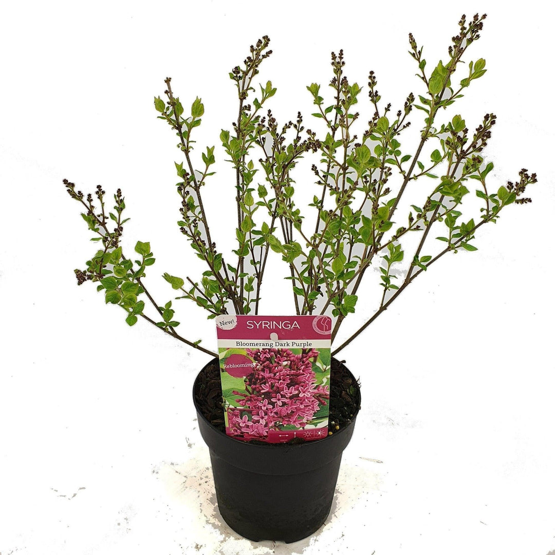 Gemeiner Flieder (Syringa Bloomerang Dark Purple Vulgaris) - Nachhaltige Zimmerpflanzen kaufen Botanicly Foto 4