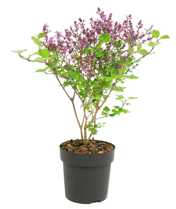Gemeiner Flieder (Syringa Bloomerang Dark Purple Vulgaris) - Nachhaltige Zimmerpflanzen kaufen Botanicly Foto 1
