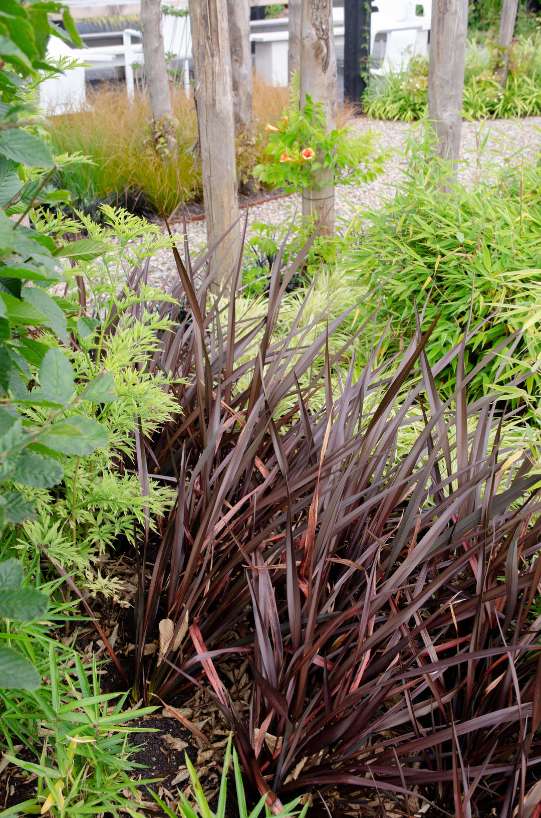 Neuseeländer Flachs (Phormium Rubra Nana Tenax) - Nachhaltige Zimmerpflanzen kaufen Botanicly Foto 6