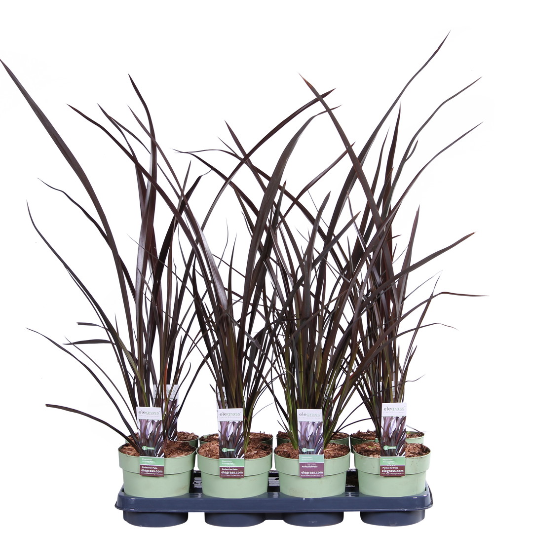 Neuseeländer Flachs (Phormium Rubra Nana Tenax) - Nachhaltige Zimmerpflanzen kaufen Botanicly Foto 8