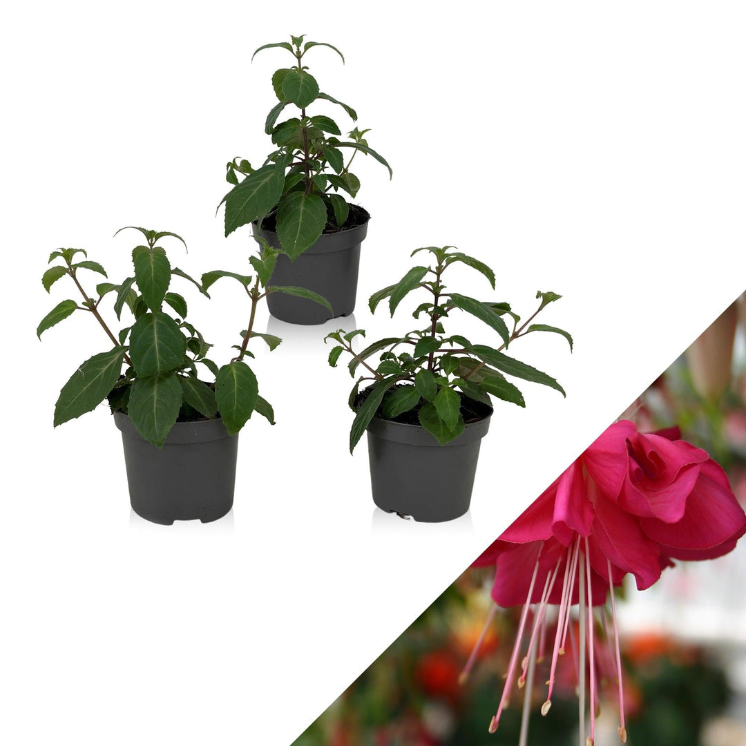 Fuchsie (Fuchsia Bella Rosella Hybride) - Nachhaltige Zimmerpflanzen kaufen Botanicly Foto 1