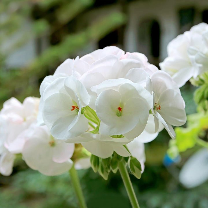 Geranie (Pelargonium Isabella Zonale) - Nachhaltige Zimmerpflanzen kaufen Botanicly Foto 2