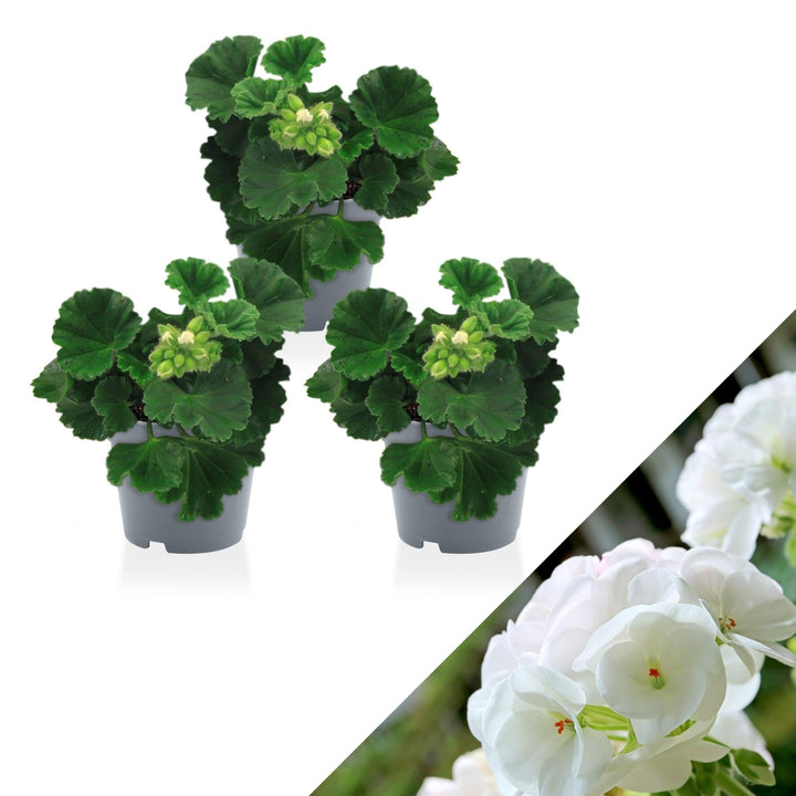 Geranie (Pelargonium Isabella Zonale) - Nachhaltige Zimmerpflanzen kaufen Botanicly Foto 1
