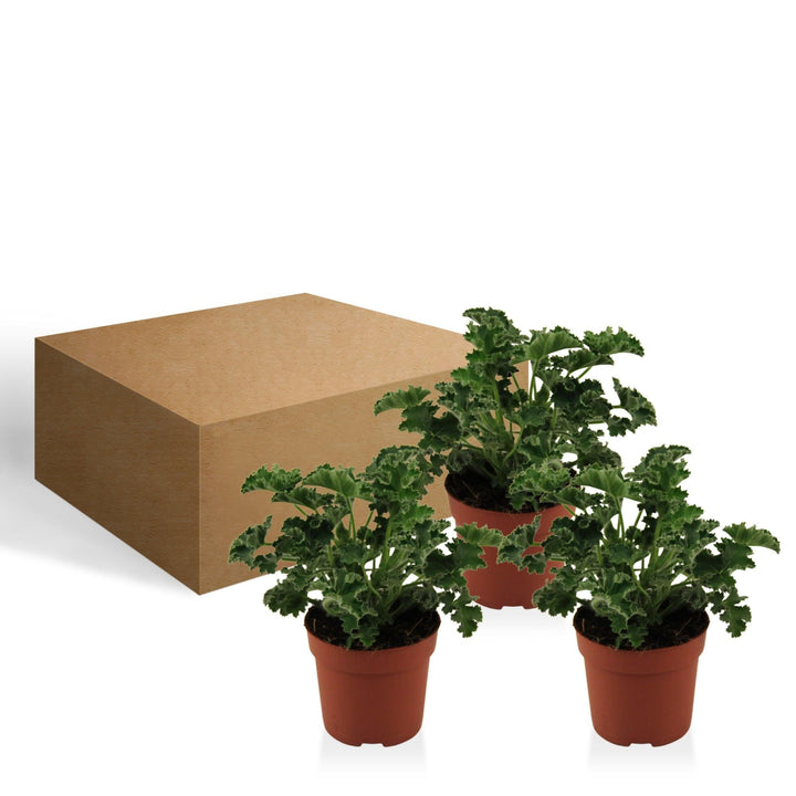 Geranie (Pelargonium Orange Fizz Crispum) - Nachhaltige Zimmerpflanzen kaufen Botanicly Foto 4