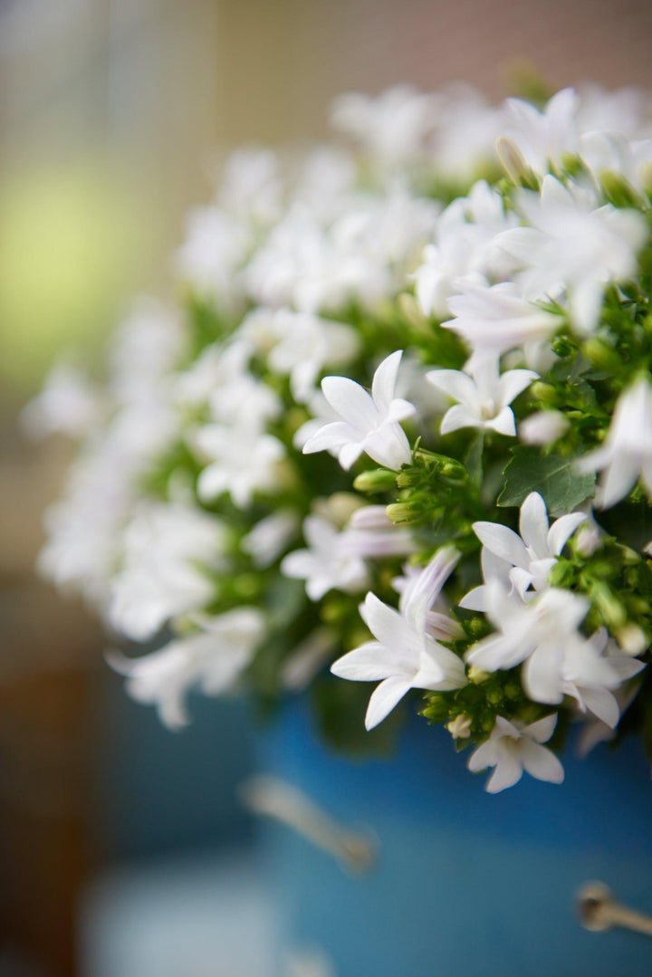 Glockenblume (Campanula Ambella White Portenschlagiana) - Nachhaltige Zimmerpflanzen kaufen Botanicly Foto 2