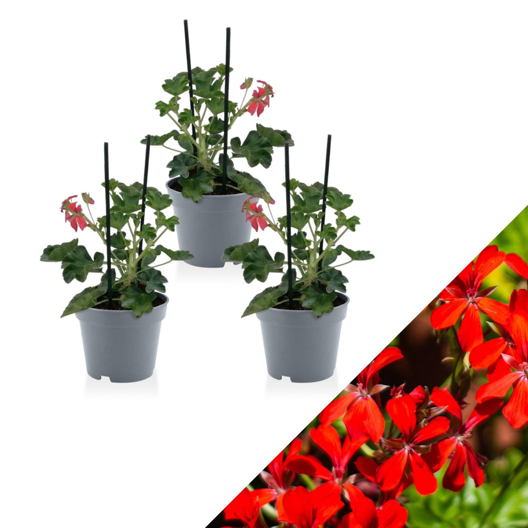 Geranie (Pelargonium Ville De Paris Red Peltatum) - Nachhaltige Zimmerpflanzen kaufen Botanicly Foto 1