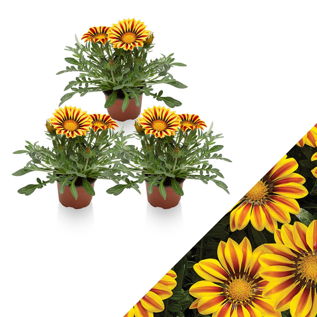Gazanie (Gazania Big Kiss Yellow Flame Rigens) - Nachhaltige Zimmerpflanzen kaufen Botanicly Foto 1