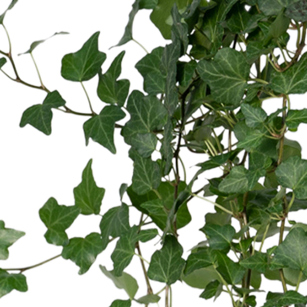 Hedera Wonder Green Hang - Efeu - 70cm - Ø17-Plant-Botanicly