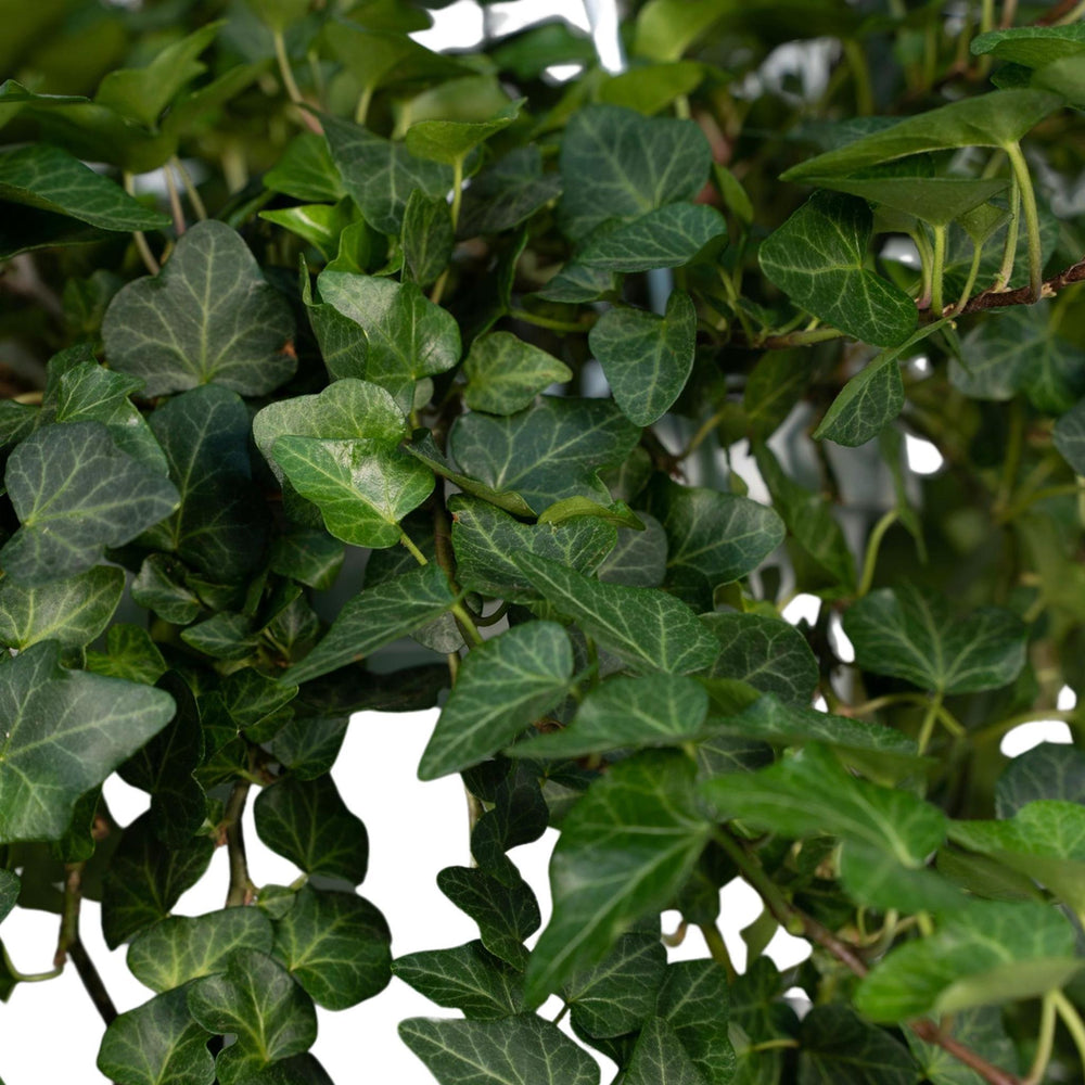 Hedera Wonder Green Hang - Efeu - 70cm - Ø24-Plant-Botanicly