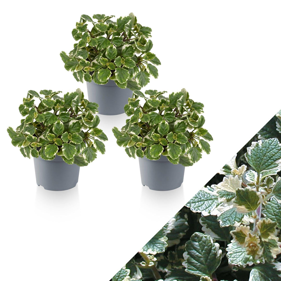 Harfenstrauch (Plectranthus Variegata Coleoides) - Nachhaltige Zimmerpflanzen kaufen Botanicly Foto 1
