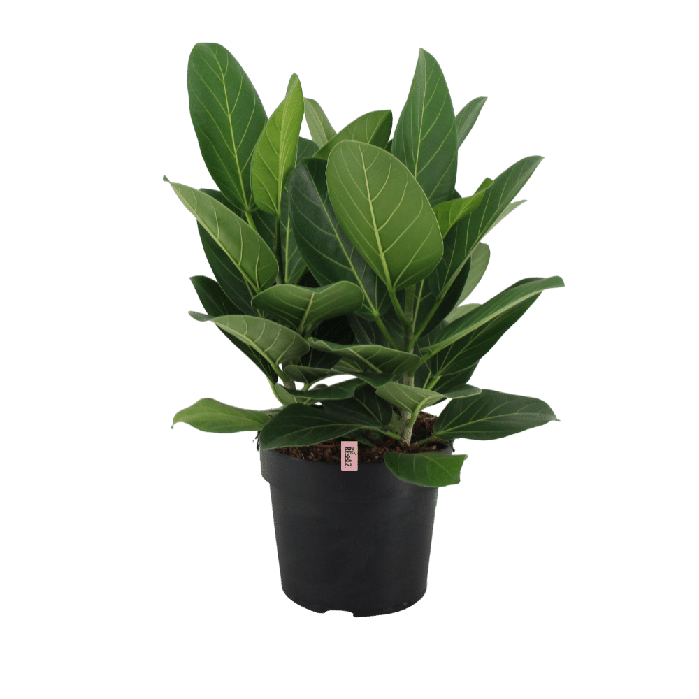 Hot Rebel (Ficus benghalensis Audrey) - Nachhaltige Zimmerpflanzen kaufen Botanicly Foto 1