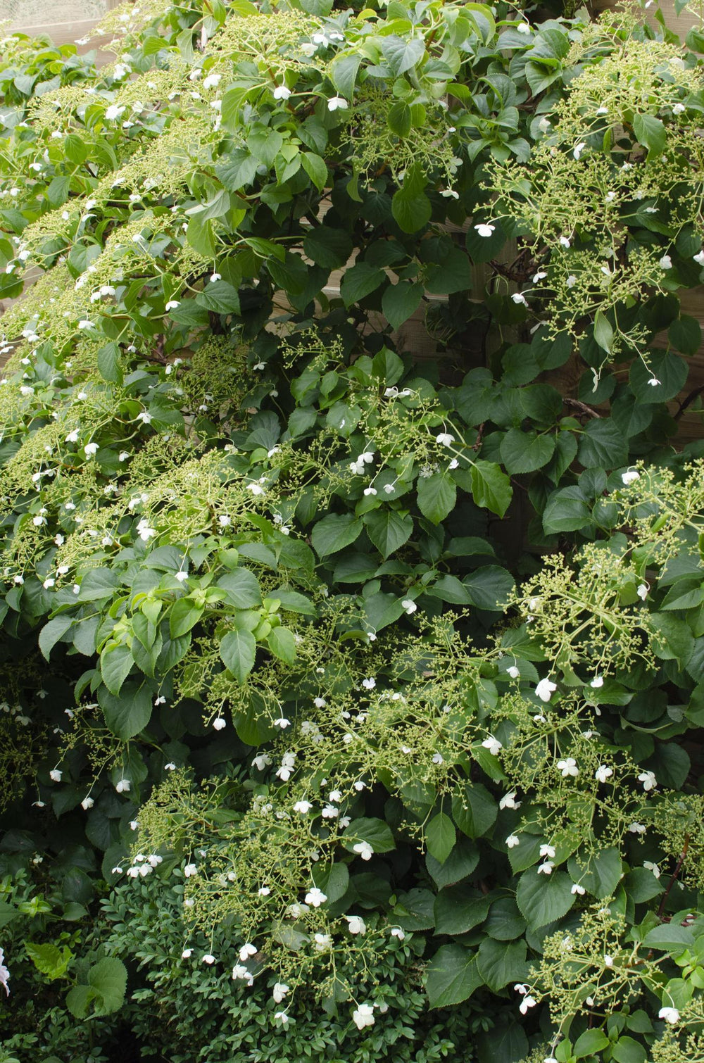 Hydrangea petiolaris - Upclimbers Our Choice - ↨65cm - Ø15-Plant-Botanicly