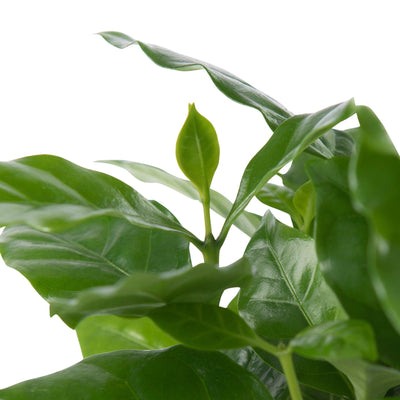 Aloe Vera (Coffea Arabica) - Nachhaltige Zimmerpflanzen kaufen Botanicly Foto 2