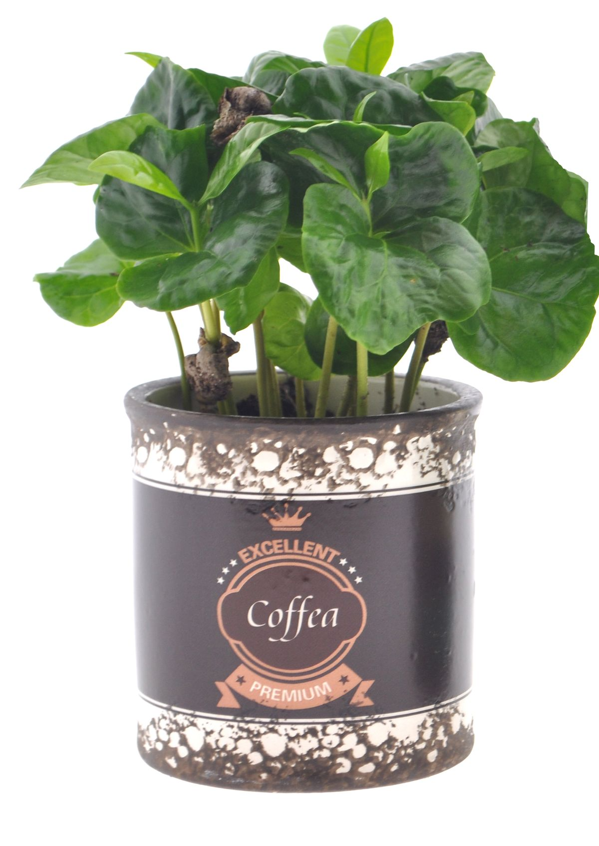 Kalu der Kaffeestrauch-Botanicly