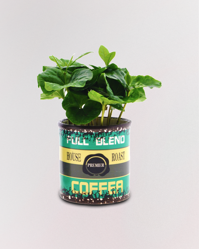 Kalu der Kaffeestrauch-Botanicly