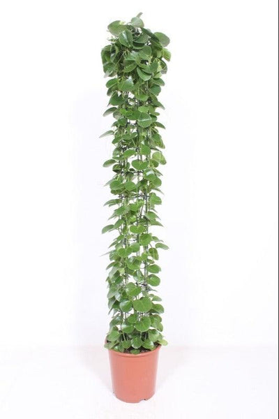 Königswein (Cissus rotundifolia) - Nachhaltige Zimmerpflanzen kaufen Botanicly Foto 2