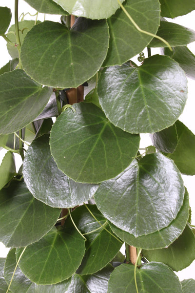 Königswein (Cissus rotundifolia) - Nachhaltige Zimmerpflanzen kaufen Botanicly Foto 3