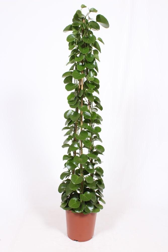 Königswein (Cissus rotundifolia) - Nachhaltige Zimmerpflanzen kaufen Botanicly Foto 1