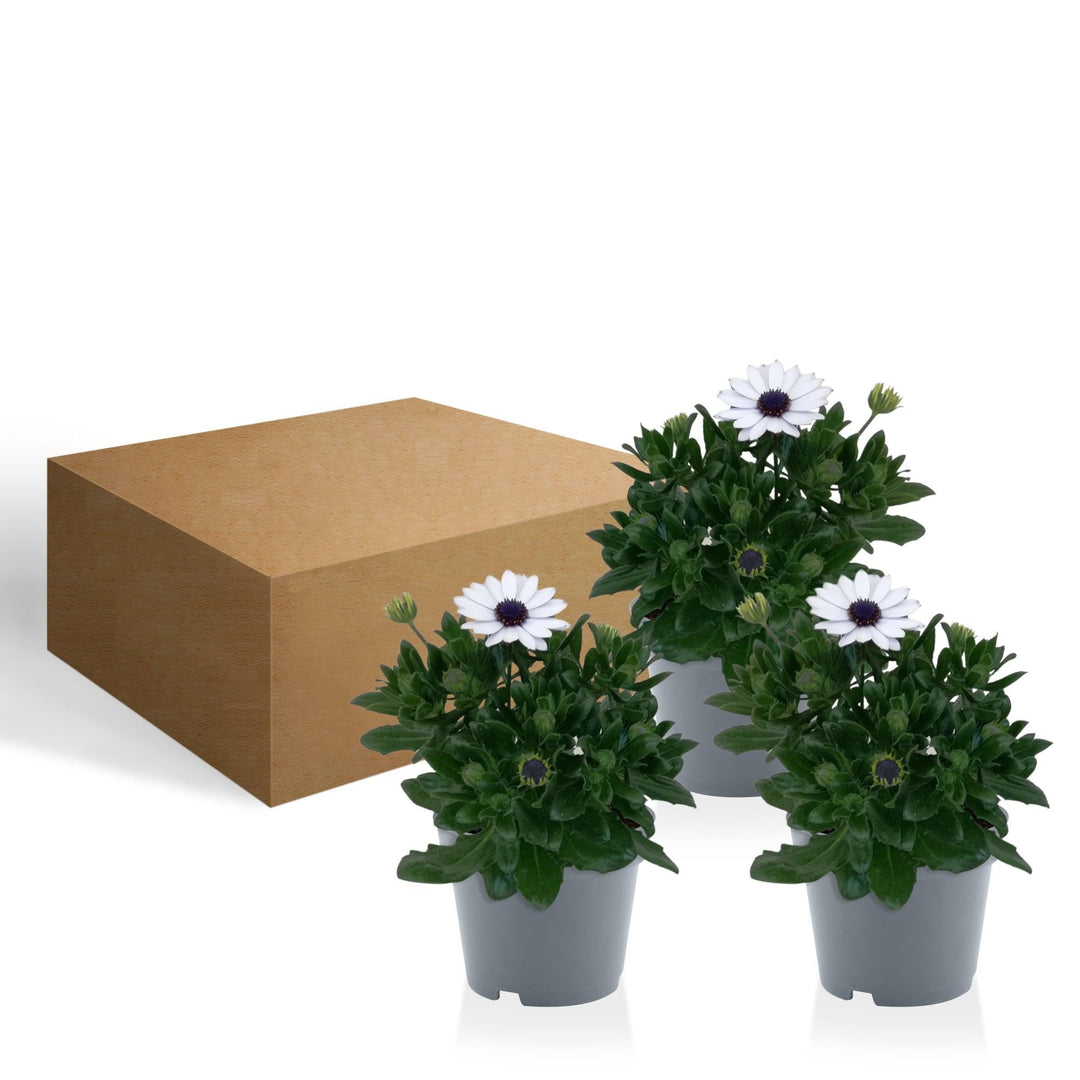 Kapkörbchen (Osteospermum White Ecklonis) - Nachhaltige Zimmerpflanzen kaufen Botanicly Foto 5