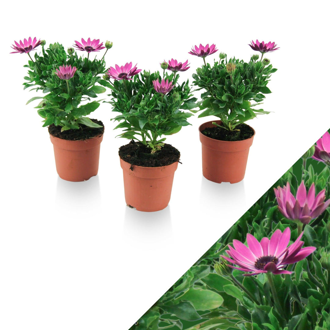 Kapkörbchen (Osteospermum Pink Flare Ecklonis) - Nachhaltige Zimmerpflanzen kaufen Botanicly Foto 1