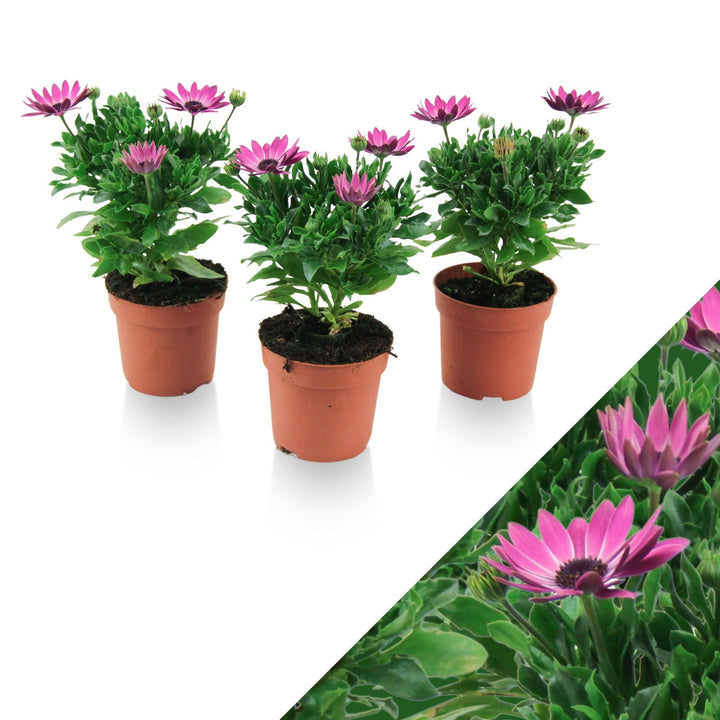 Kapkörbchen (Osteospermum Pink Flare Ecklonis) - Nachhaltige Zimmerpflanzen kaufen Botanicly Foto 1