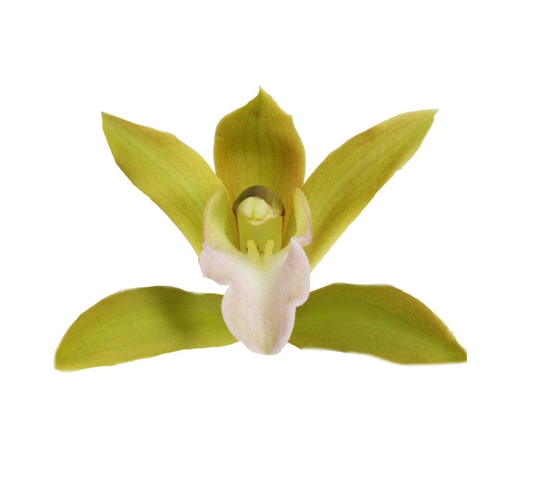 Kahnorchidee (Cymbidium) - Nachhaltige Zimmerpflanzen kaufen Botanicly Foto 3