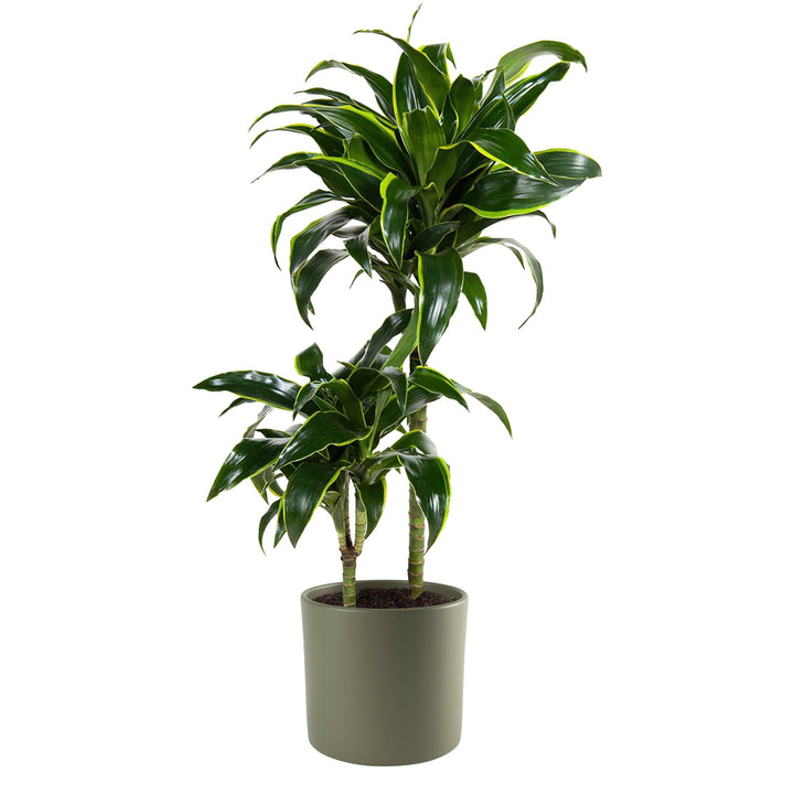 Kolbenfaden (Aglaonema Keylime) - Nachhaltige Zimmerpflanzen kaufen Botanicly Foto 4