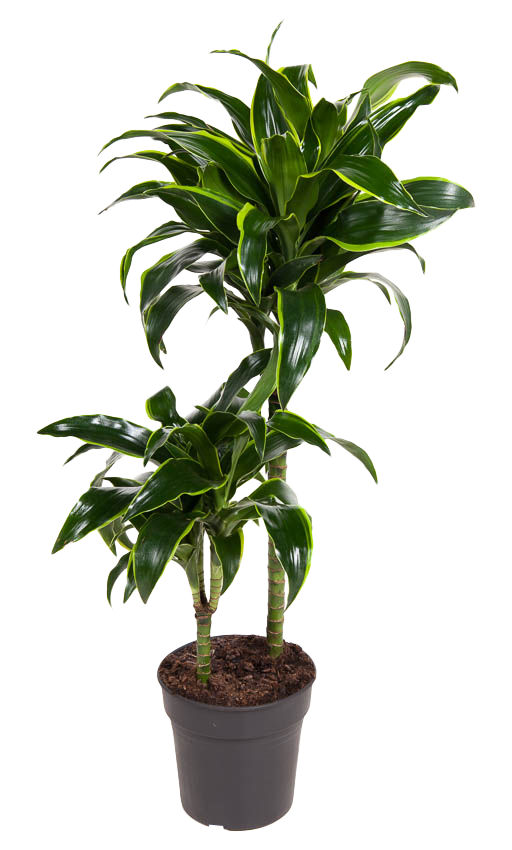 Kolbenfaden (Aglaonema Keylime) - Nachhaltige Zimmerpflanzen kaufen Botanicly Foto 1