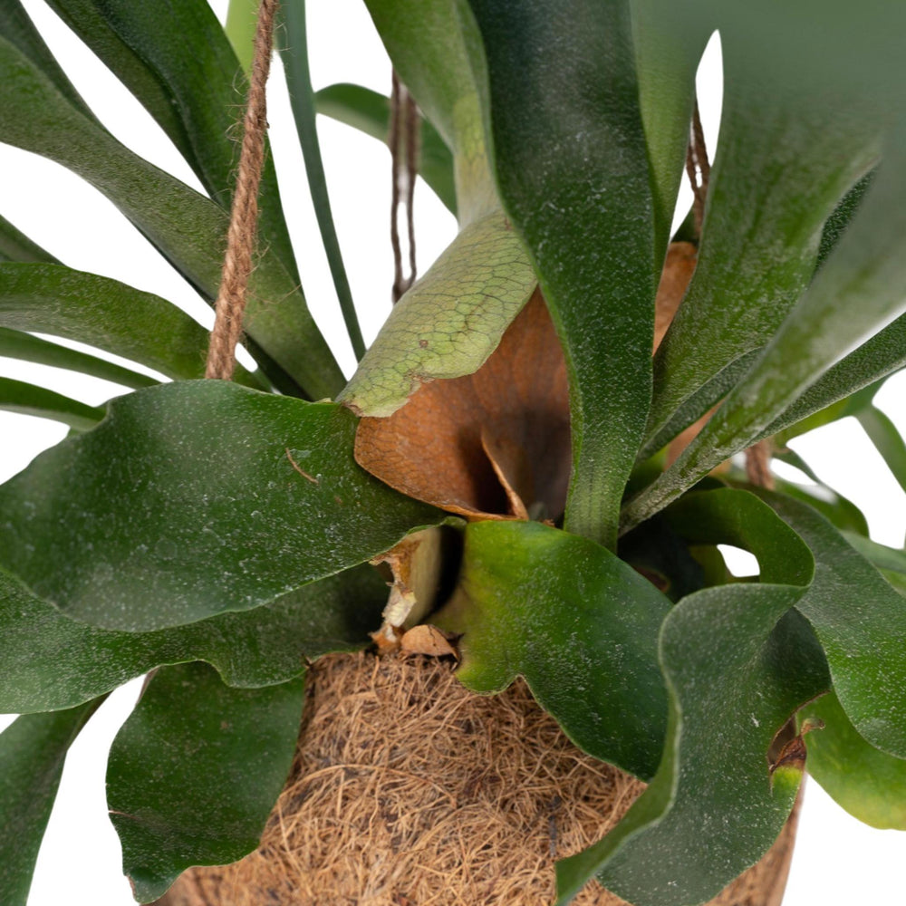 Kokodama Platycerium Hang - Hirschhornfarn - 35cm - Ø15-Plant-Botanicly