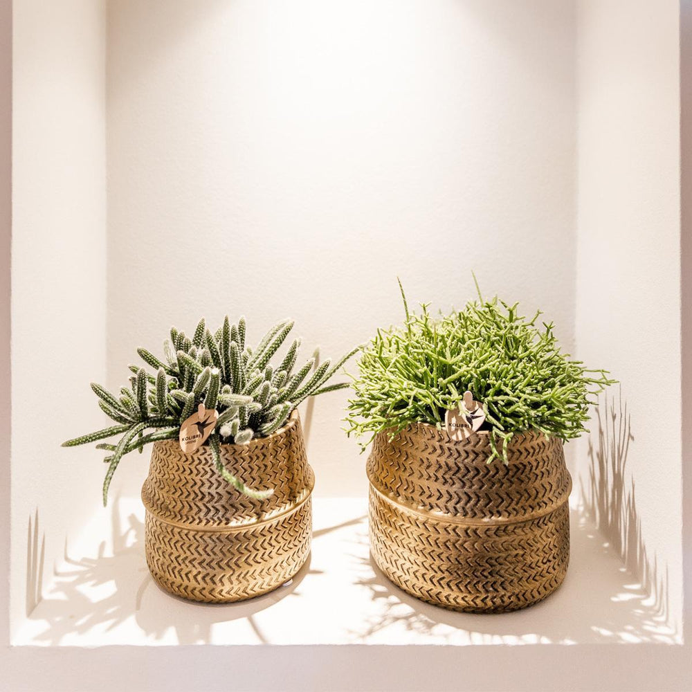 Kolibri Greens | Sukkulenten 2er-Set Pflanzen in dekorativen Töpfen mit goldener Rille - Keramik-Topfgröße Ø9cm-Plant-Botanicly