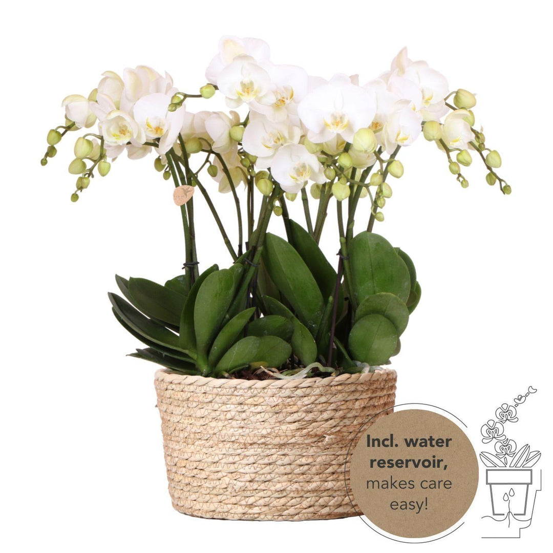 Kolibri Orchideen | weißes Orchideen-Set im Schilfkorb inkl. Wassertank | drei weiße Orchideen Gent 12cm | Mono Bouquet weiß mit autarkem Wassertank.-Plant-Botanicly