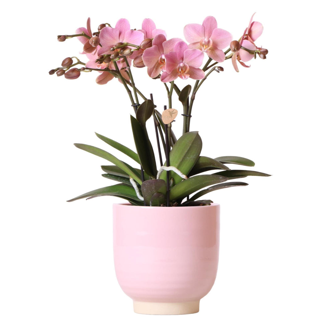 Kolibri Orchids | Altrosa Phalaenopsis-Orchidee Jewel Treviso in rosa glasiertem Topf - Ø12cm-Plant-Botanicly