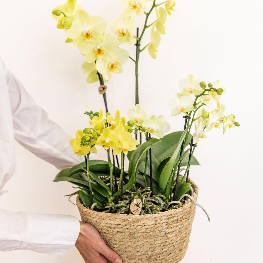 Kolibri Orchids | gelbes Pflanzenset im Baumwollkorb inkl. Wassertank | drei gelbe Orchideen und drei Grünpflanzen Rhipsalis | Feldstrauß gelb mit autarkem Wassertank-Plant-Botanicly