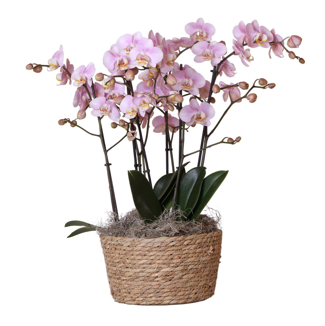 Kolibri Orchids | Komplettes Orchideen-Set im Schilfkorb | drei Kikkion-Orchideen im Schilfkorb inkl. Bewässerungssystem - Ø30cm-Plant-Botanicly