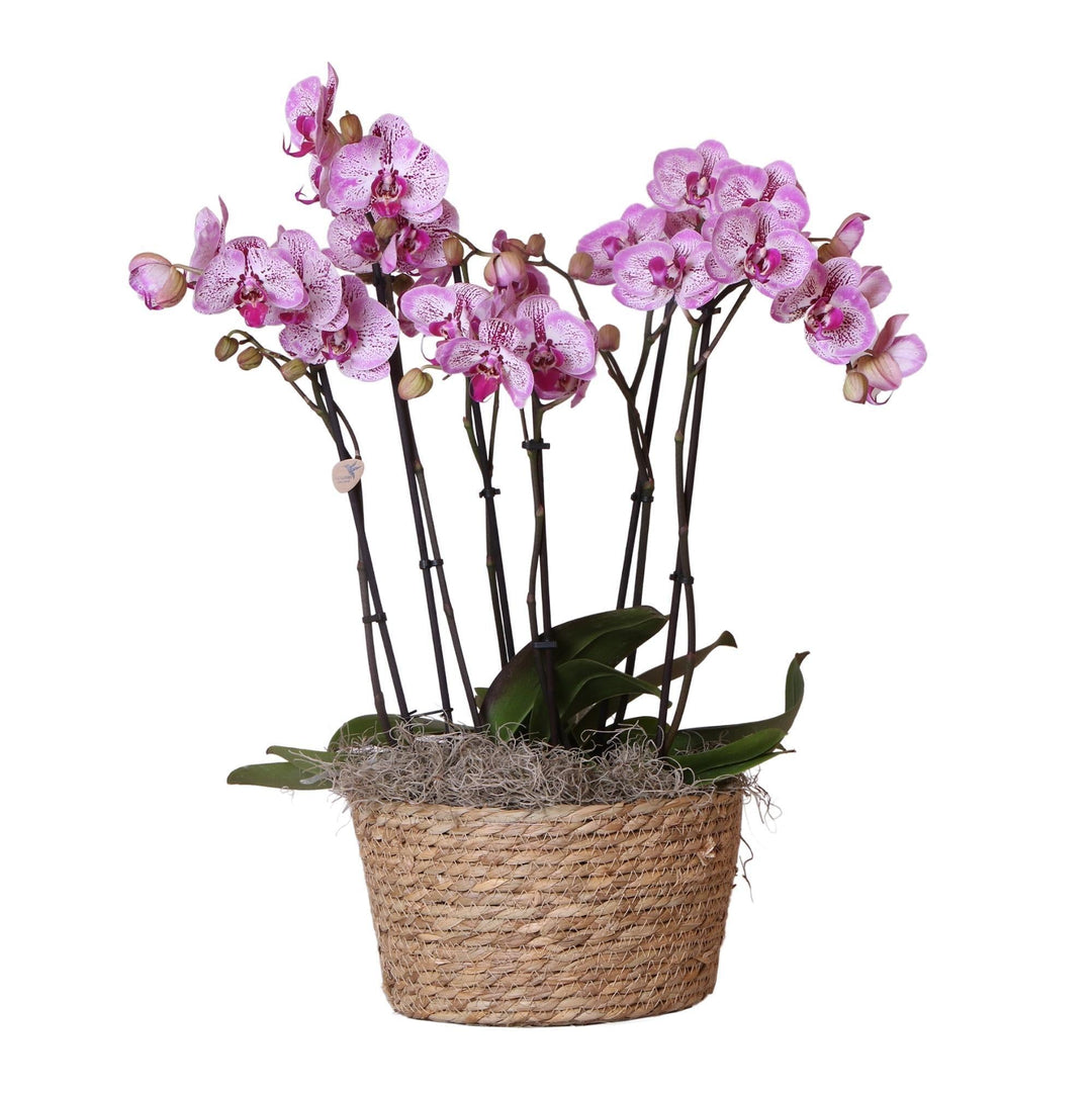 Kolibri Orchids | Komplettes Orchideen-Set im Schilfkorb | drei Melody-Orchideen im Weidenkorb inkl. Bewässerungssystem - Ø30cm-Plant-Botanicly