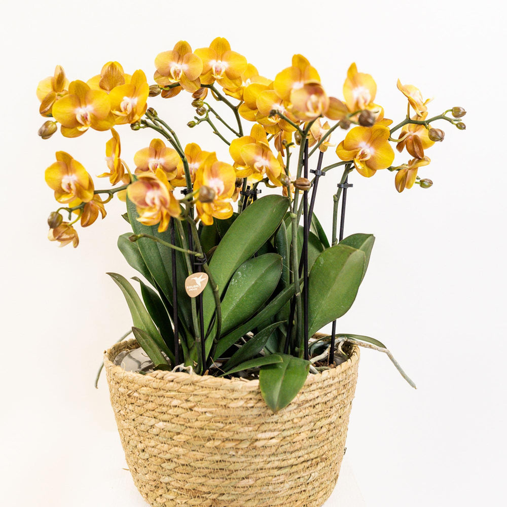 Kolibri Orchids | orange Orchideen-Set im Schilfkorb inkl. Wassertank | drei orange Orchideen Las Vegas 12cm | Mono Bouquet orange mit autarkem Wassertank.-Plant-Botanicly