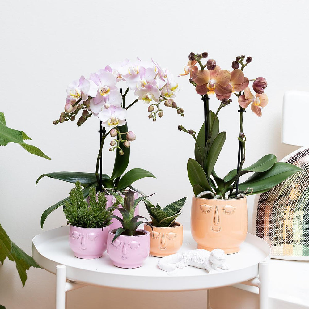 Kolibri Orchids | Orange Phalaenopsis orchid - Jamaica + Happy face dekorativer Topf Pfirsich - Topfgröße Ø9cm - 40cm hoch | blühende Zimmerpflanze im Blumentopf - frisch vom Züchter-Plant-Botanicly