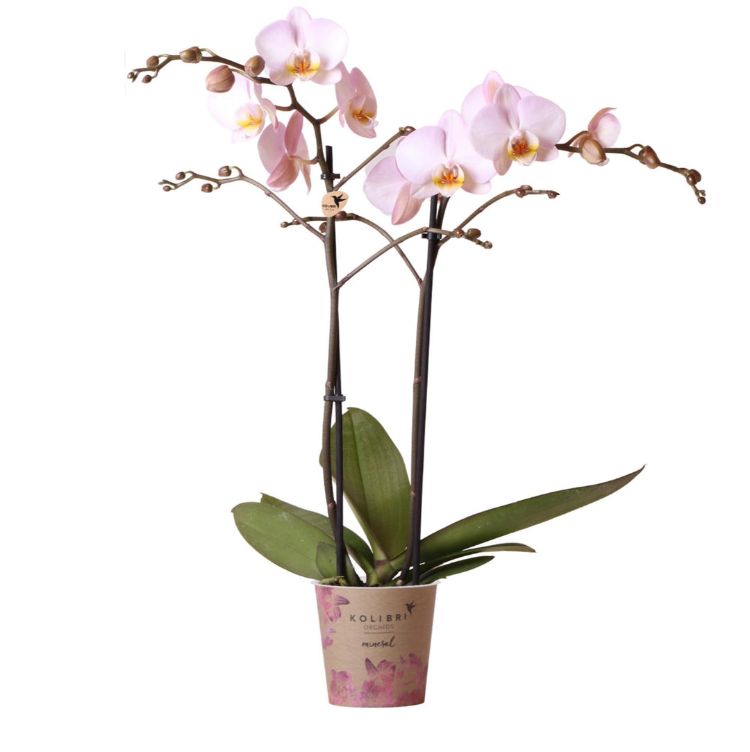 Kolibri Orchids | rosa Phalaenopsis Orchidee - Topfgröße Ø12cm | blühende Zimmerpflanze - frisch vom Züchter-Plant-Botanicly