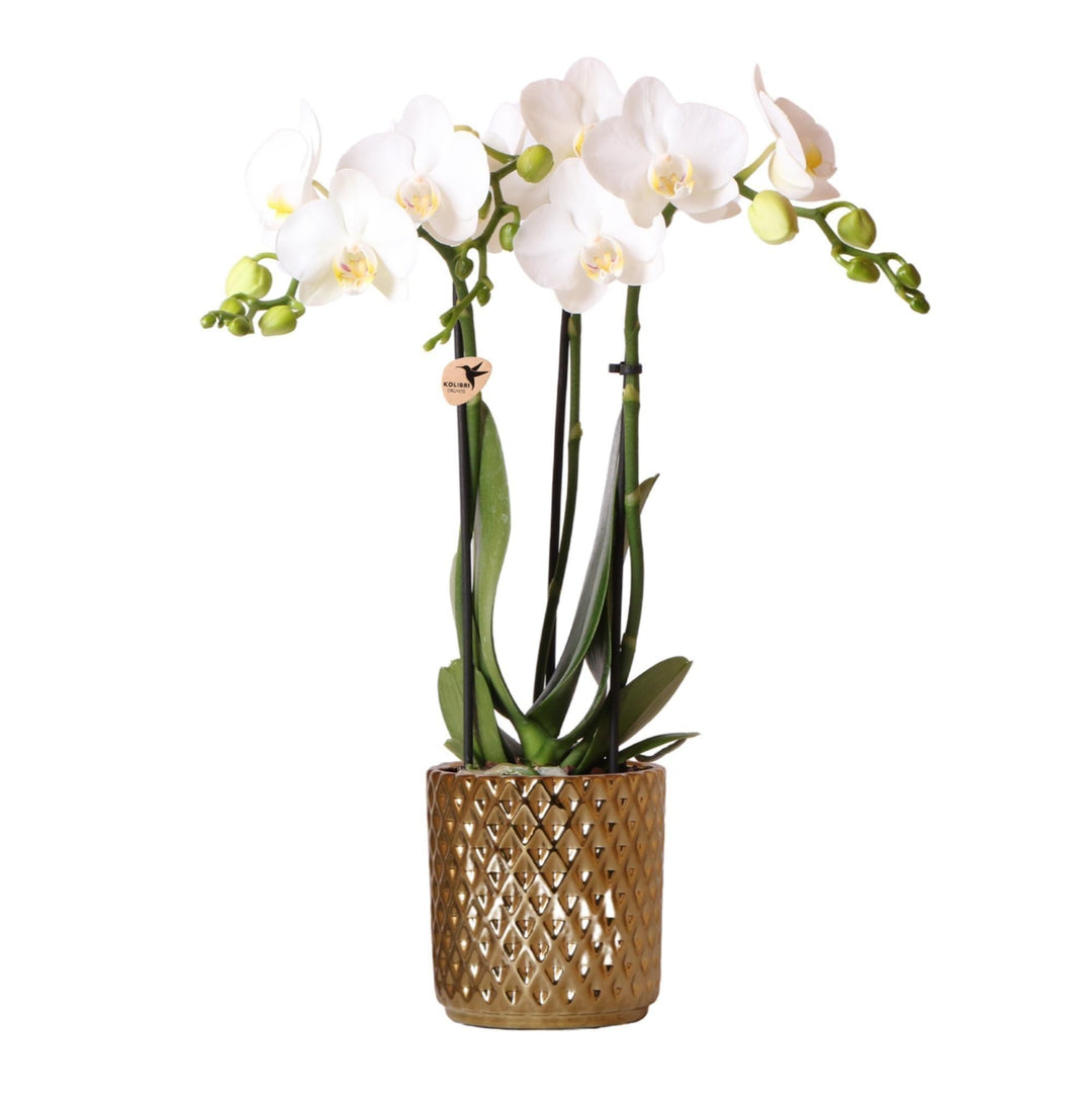 Kolibri Orchids | weiße Phalaenopsis-Orchidee - Amabilis + Diamant-Dekotopf gold - Topfgröße Ø9cm - 45cm hoch | blühende Zimmerpflanze im Blumentopf - frisch vom Züchter-Plant-Botanicly