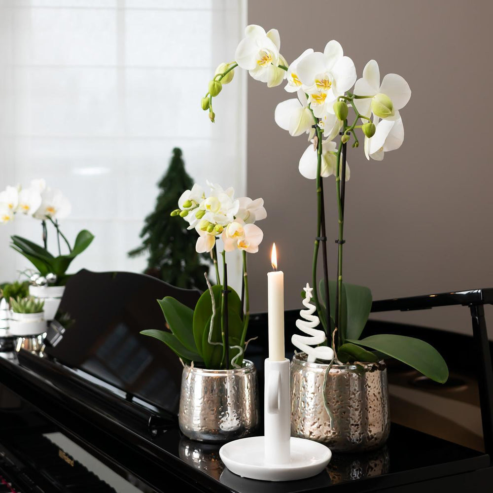 Kolibri Orchids | weiße Phalaenopsis Orchidee - Amabilis + Luxus-Ziertopf silber - Topfgröße Ø9cm - 40cm hoch | blühende Zimmerpflanze im Blumentopf - frisch vom Züchter-Plant-Botanicly