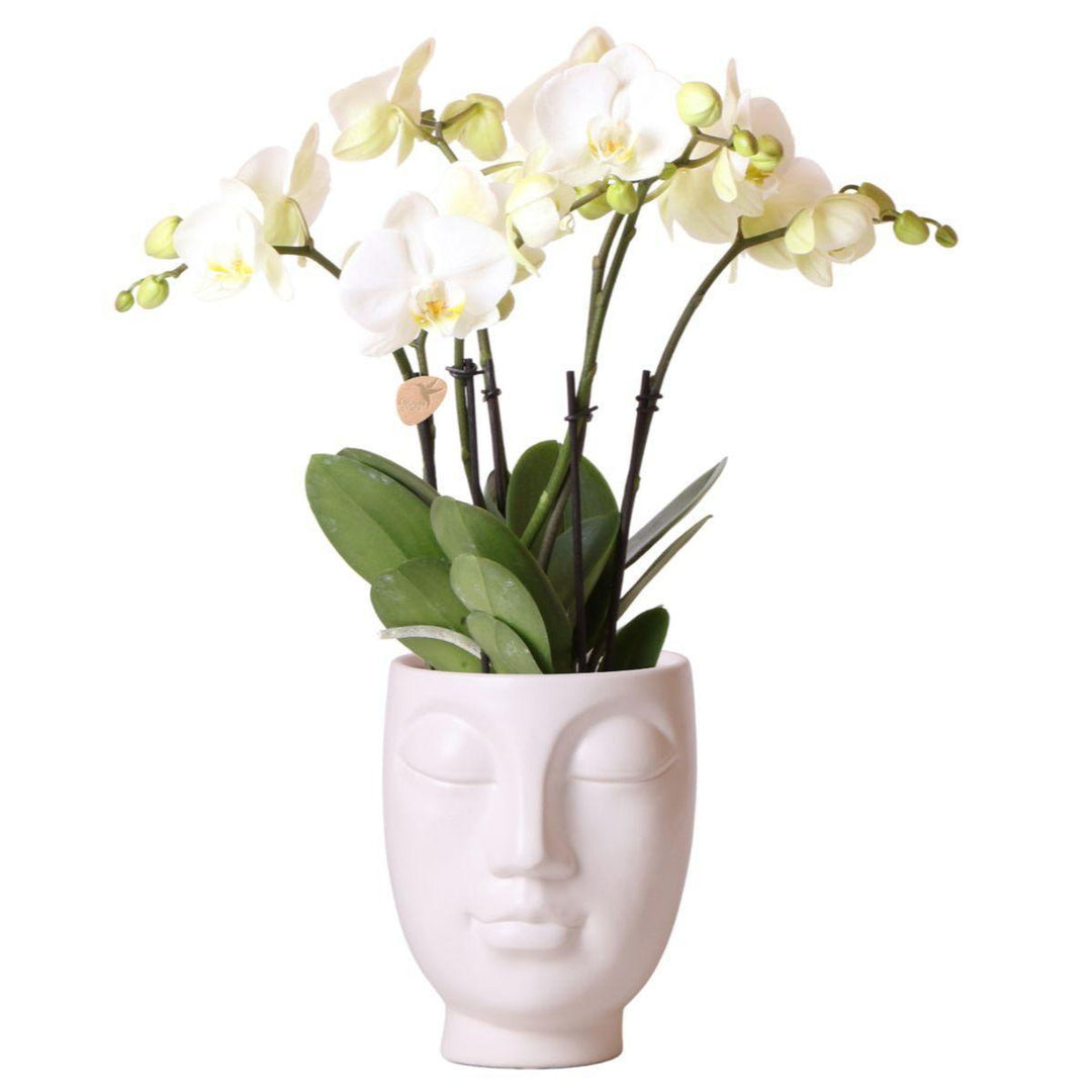 Kolibri Orchids | Witte Phalaenopsis orchidee Jewel Ghent  in Face-2-Face weiß - Ø12cm-Plant-Botanicly