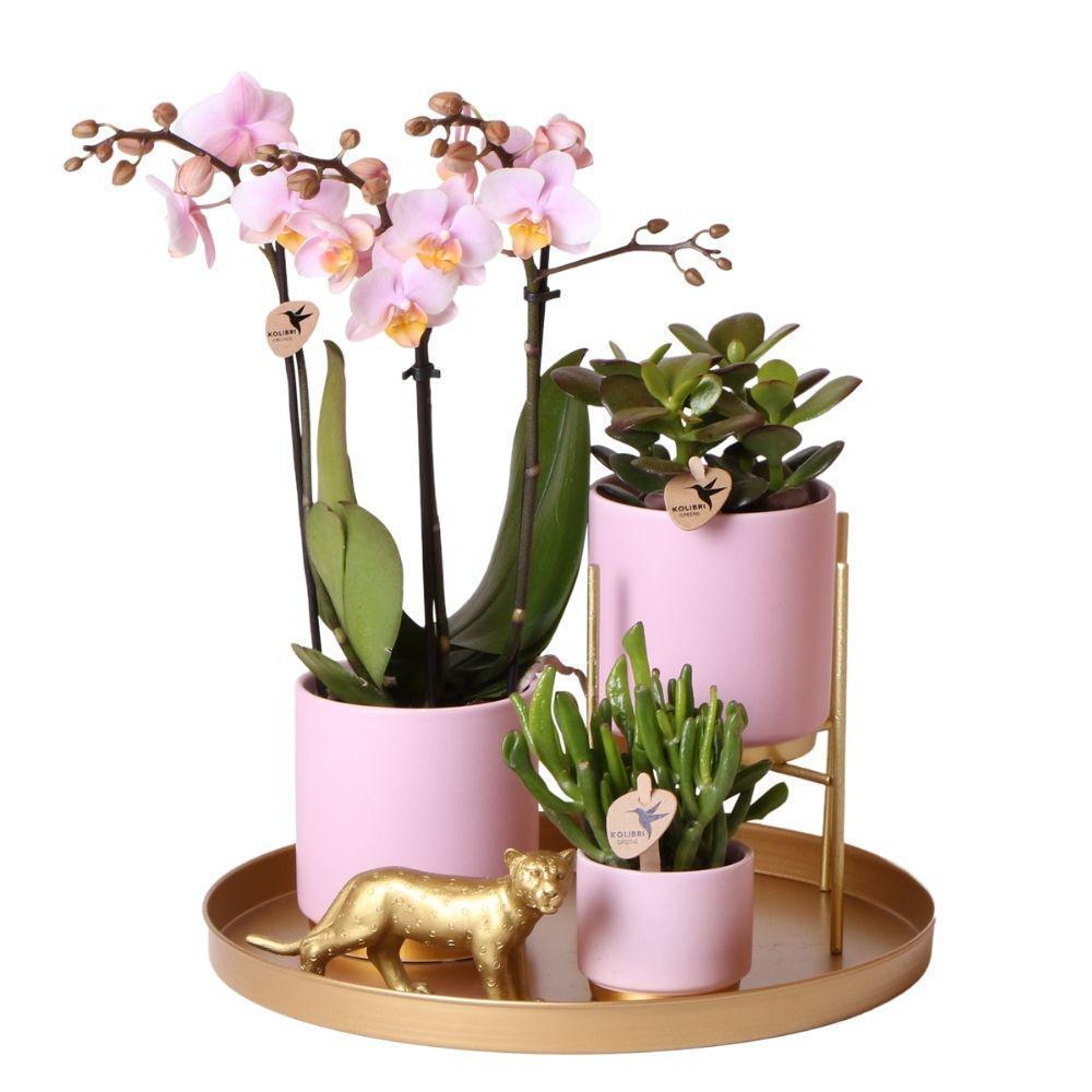 Komplettes Pflanzenset Goldfuß rosa | Grünes Pflanzenset mit rosa Phalaenopsis Orchidee und inkl. Keramik-Ziertöpfen und Zubehör-Plant-Botanicly